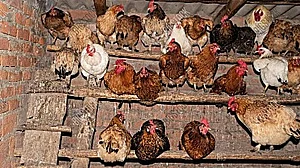 <div class="paragraphs"><p>فائل علامتی تصویر آئی اے این ایس</p></div>