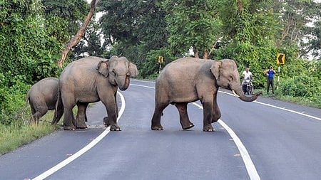 <div class="paragraphs"><p>تصویر آئی اے این ایس</p></div>