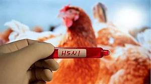 جاپان میں برڈ فلو کی تصدیق، ایک لاکھ نوے ہزار مرغیاں تلف کرنے کا فیصلہ