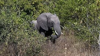 <div class="paragraphs"><p>اتراکھنڈ میں جنگلی جانوروں کی دہشت </p></div>