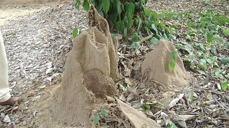 دیمک ہیں، تبھی مٹی زندہ ہے… پنکج چترویدی