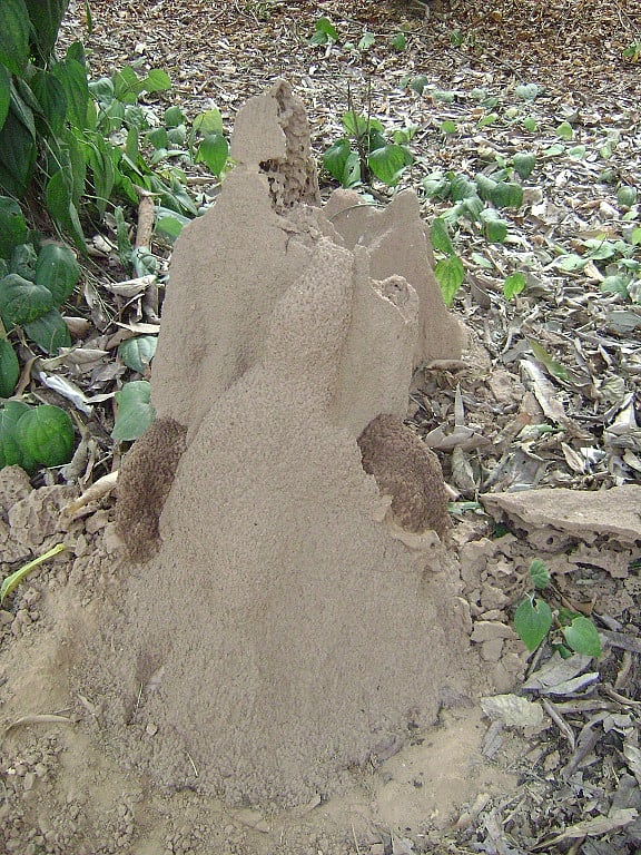 دیمک ہیں، تبھی مٹی زندہ ہے… پنکج چترویدی