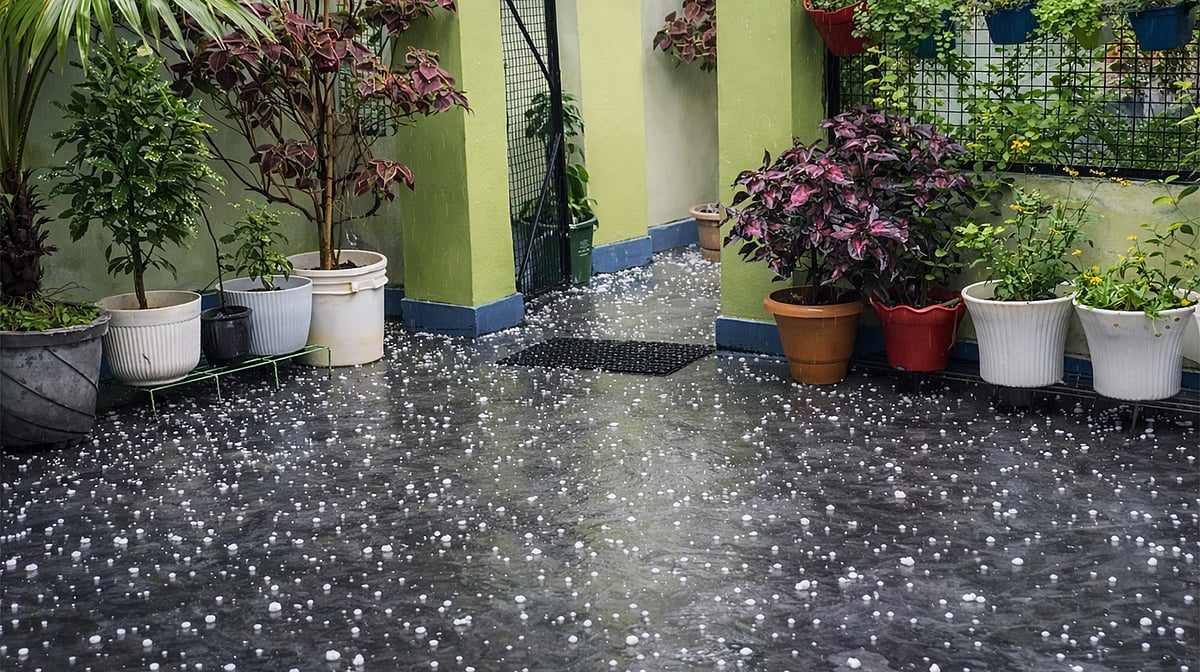 یوپی میں بے موسم بارش اور ژالہ باری سے فصلوں کو بھاری نقصان، حکومت نے فوری سروے کا حکم دیا