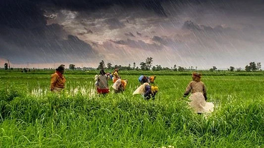 <div class="paragraphs"><p>کھیت میں کام کرتے مزدور(فائل تصویر)</p></div>