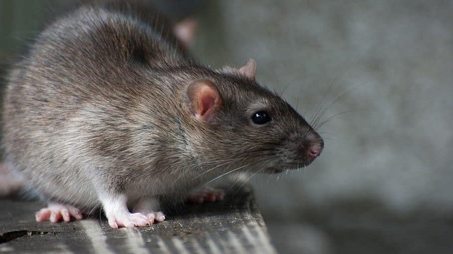 اسرائیلی حملوں نے غزہ کی پٹی کو جہنم بنا دیا، فلسطینیوں میں بیماری کا خطرہ بڑھ گیا ہے