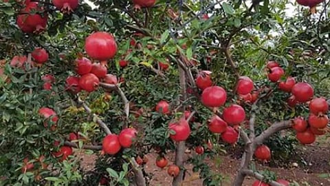 फायदेशीर डाळिंब शेतीसाठी...