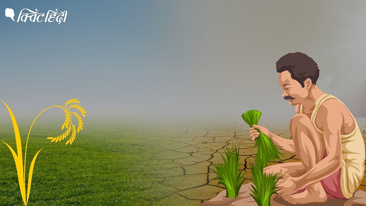 <div class="paragraphs"><p>Drought: पहले सूखे ने मारा, अब बारिश से नुकसान- 'सरकारें सो रहीं'-किसान परेशान</p></div>