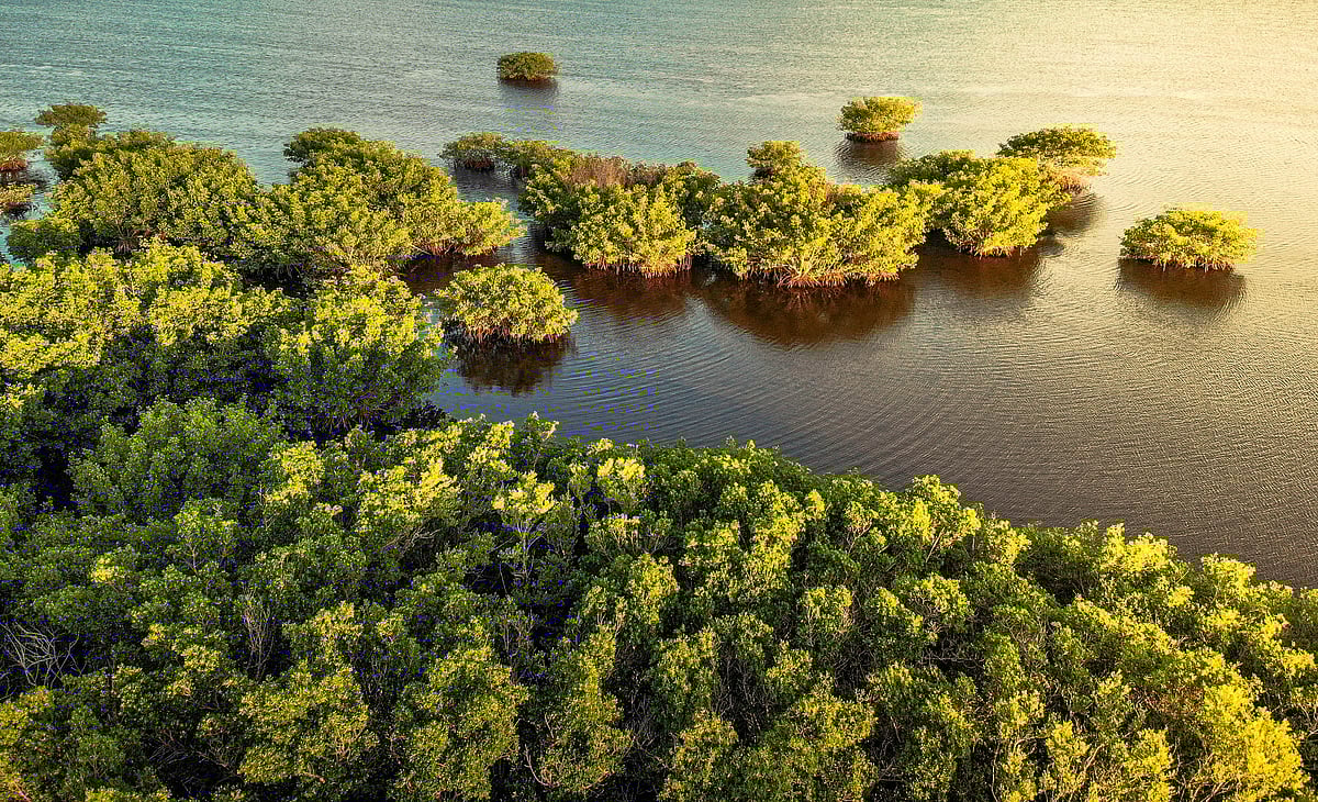 Explore America’s Everglades