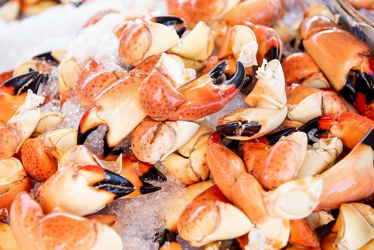 2024 South Florida Seafood Festival Coastal Feast at Wynwood Marketplace