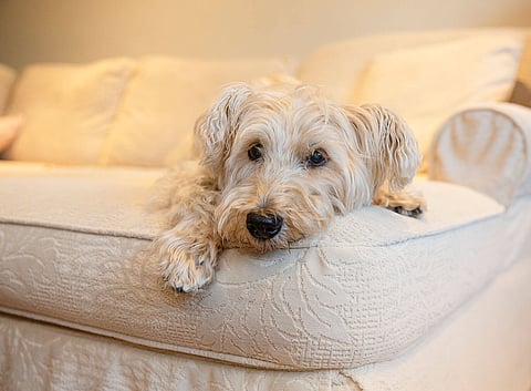 Giving Your Pet The Luxury Lifestyle They Deserve