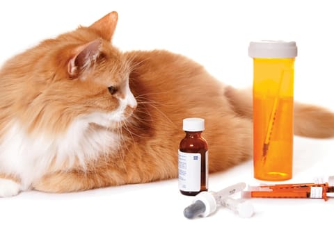 Safe and Effective Anti-Inflammatory Mushroom Supplements for Cats: A Guide for Pet Owners