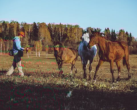 The Features that Make the Best Horse Farms in Ocala Stand Out