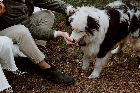 Five Uncommon Natural Remedies to Elevate Your Dog's Health