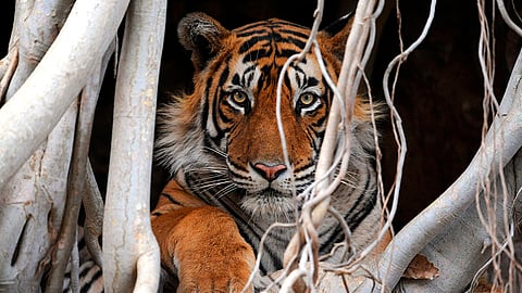 The Tiger Express Blends Luxury with a Mission