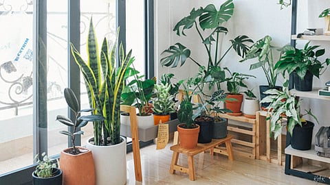 From Living Room to Bedroom: Top Plant Picks That Bring Style and Fresh Air Indoors