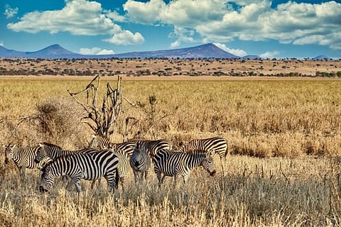 5 Hidden Safari Gems in Africa for the Luxury Traveller