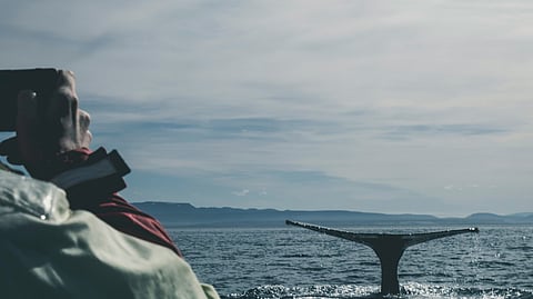 Whale watching from the bow of a yacht