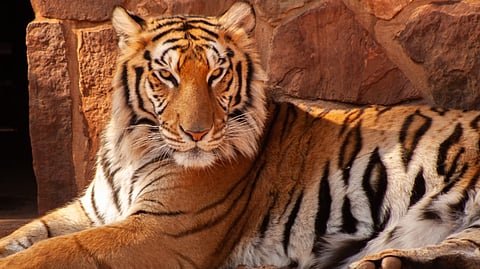 Tiger Lounging at Tiger Creek at Animal Sanctuary