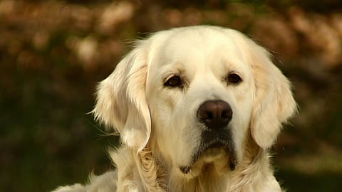 5 Best Ways to Help Dogs with Separation Anxiety: Effective Strategies to Reduce Stress