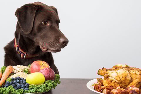 10 Ways Elite Pet Owners Are Redefining Dog Food
