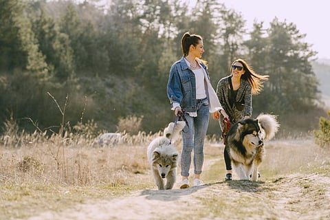 How Dogs Elevate Mental Wellness and the Lifestyle of Individuals