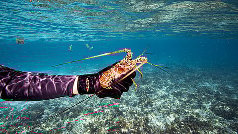 Lobster Underwater in the Sea