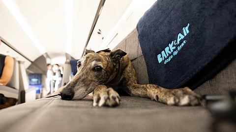 Dog Relaxing Aboard BARK Air, The First Luxury Airline Where Dogs Fly First
