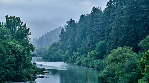 Dawn Ranch Launches the World’s First Sleep Wellness Program for Dogs