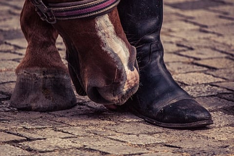 How Veredus Boots Protect Your Horse’s Legs?