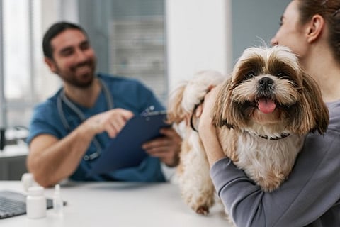 A Pet Owner’s Guide to Essential Veterinary Services