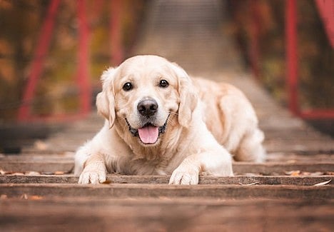 From Instagram to Icon: How Pets Become Social Media Stars