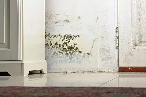 How Mold Remediation and Impact Glass Future-Proof Event Venues