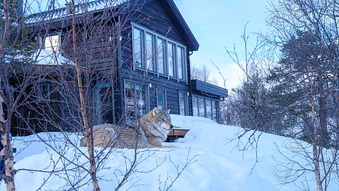 Untold Story Travel Unveils “Wolves, Whales & the Northern Lights”