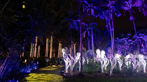 NightGarden Returns to Fairchild Tropical Botanic Garden