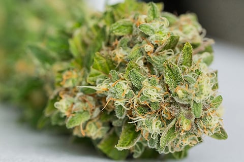 Top 6 Diesel Strain Facts Every Cannabis Enthusiast Should Know