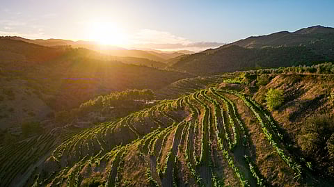 Bulla Wine Masterclass