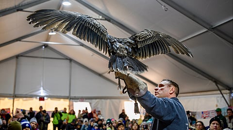 EagleFest Wingspan