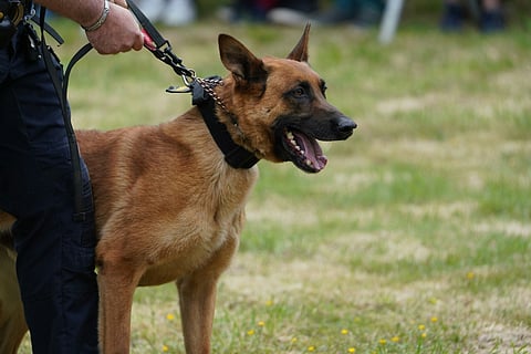 How to Join a Police K-9 Training Program Near You