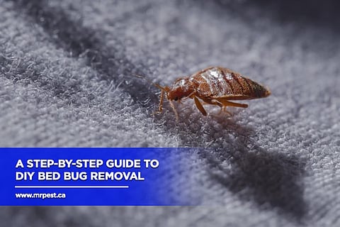 Reclaiming Your Rest: Essential Guide to Bed Bug Pest Control