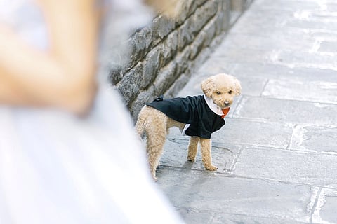 7 Style Touches for Dogs at Black Tie Events