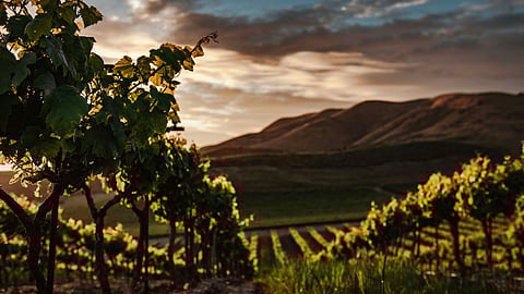 California vineyard at sunset showcasing rolling hills and grapevines in wine country