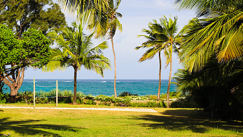 Palm trees and oceanfront lawn along the Kilifi coast in Kenya