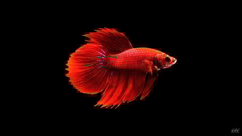 Exotic Elegance at Home: Why Thai Betta Fish Are Becoming a Luxury Living Statement