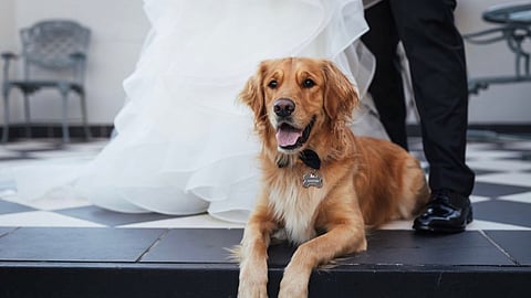 Golden retriever lying on steps beside a bride’s dress and groom’s shoes.