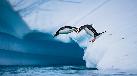 A Rare Antarctic Voyage Opens the White Continent to Solo Travelers and Small Groups