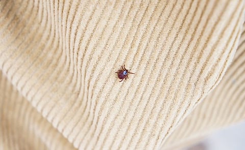 Massachusetts Bed Bug Rules for Rentals: What Landlords Must Do and What Tenants Should Document