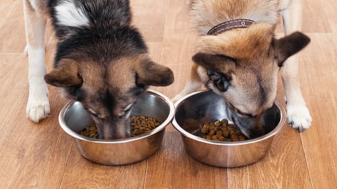 Two dogs eating dry kibble from stainless steel bowls on a wooden floor
