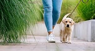 How Apartment Communities and HOAs Are Making Lost and Found Pets Everyone’s Responsibility: