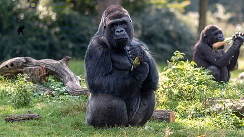 3 Days Gorilla Trekking in Uganda: A Powerful Wildlife Encounter