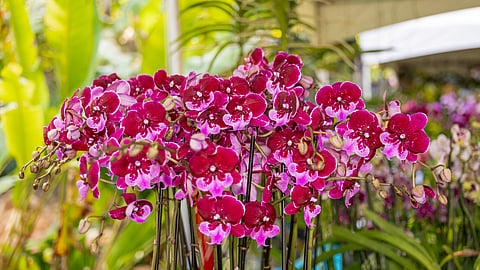 Orchids on display at Fairchild Tropical Botanic Garden at the Orchids in Bloom Festival